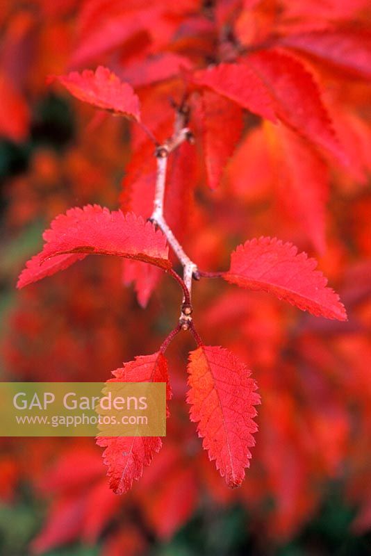 Prunus incisa 'Kojo No Mai' - Close up of bright red foliage