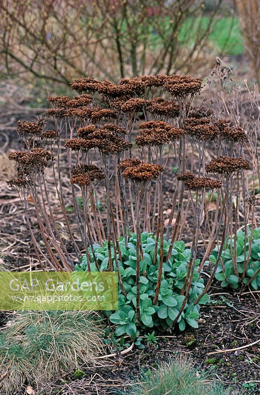 Sedum telephium 'Matrona' - Stonecrop in March with dried seedheads and fresh new growth