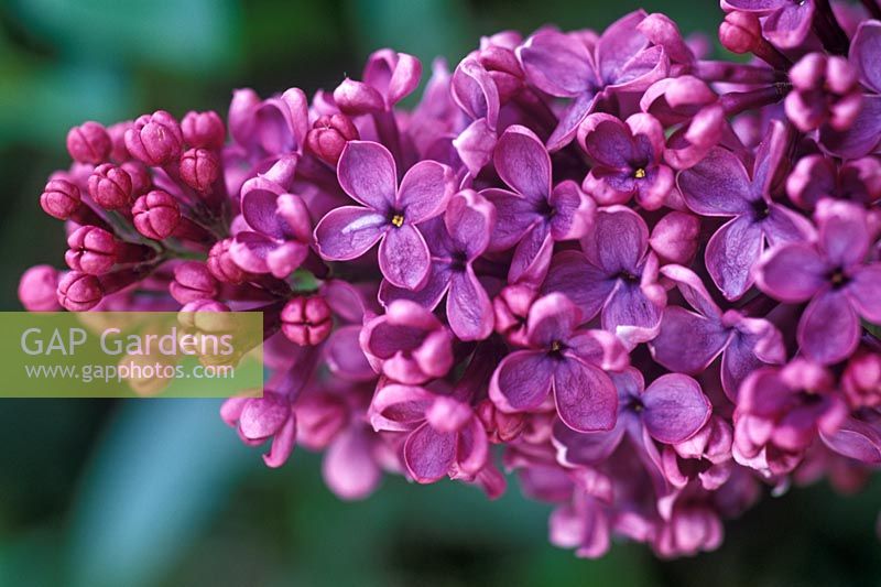 Syringa x hyacinthiflora 'Esther Staley' - Lilac flowering in May  