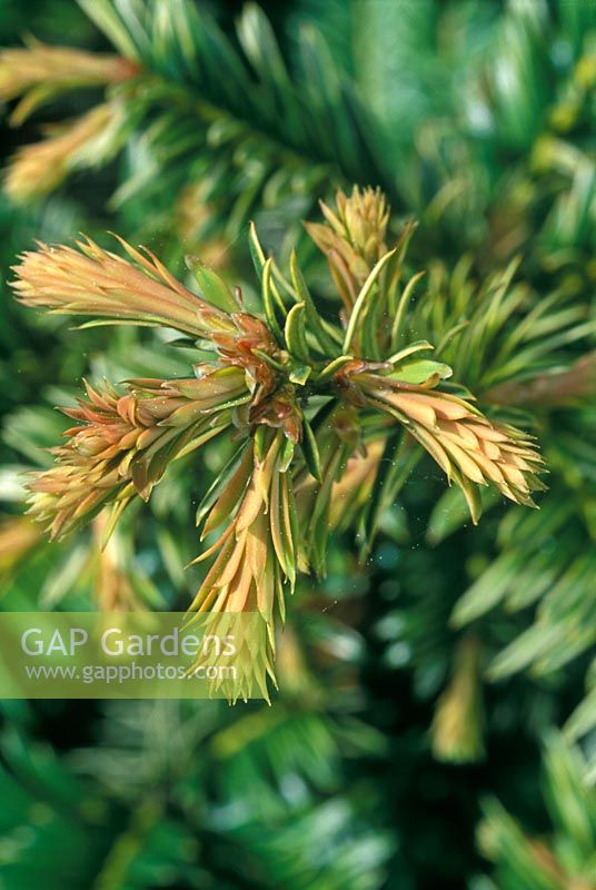 Taxus baccata 'Corleys Coppertip' - Yew 