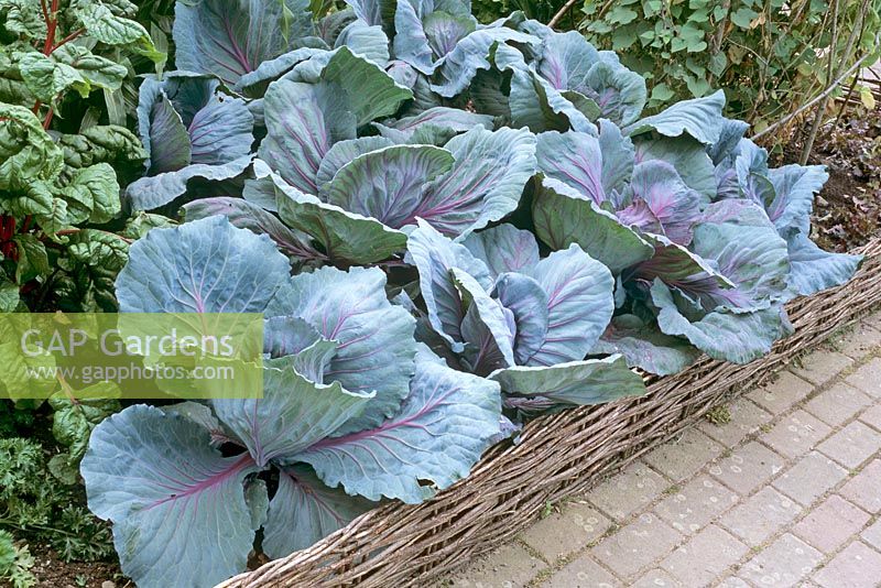 Cabbage (Brassica oleraceae) 'Red Flare' grown in potager.  