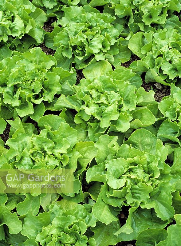 Lactuca sativa 'Musette' - Lettuce  