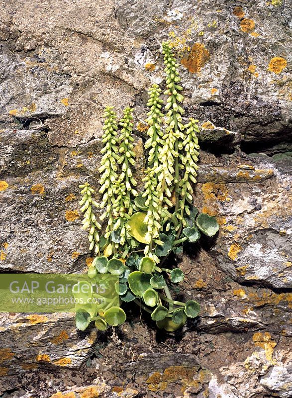 Umbilicus rupestris - Navelwort growing in stone wall  