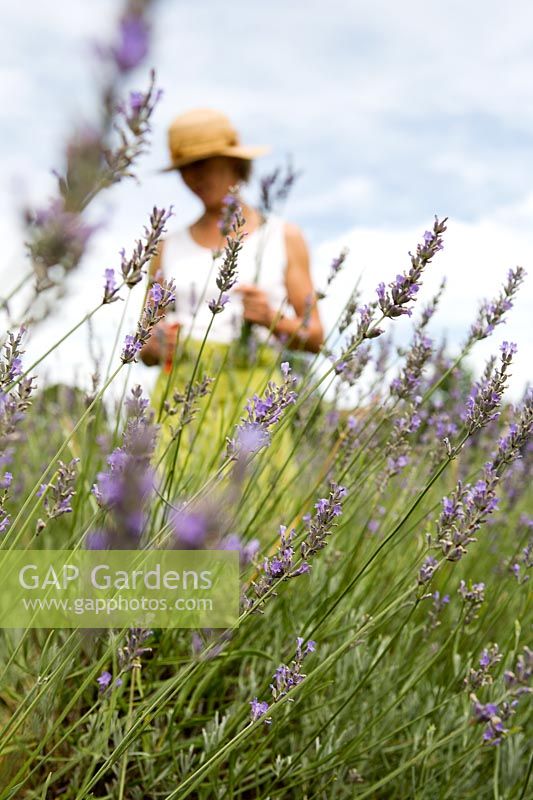 Woman in Lavender field