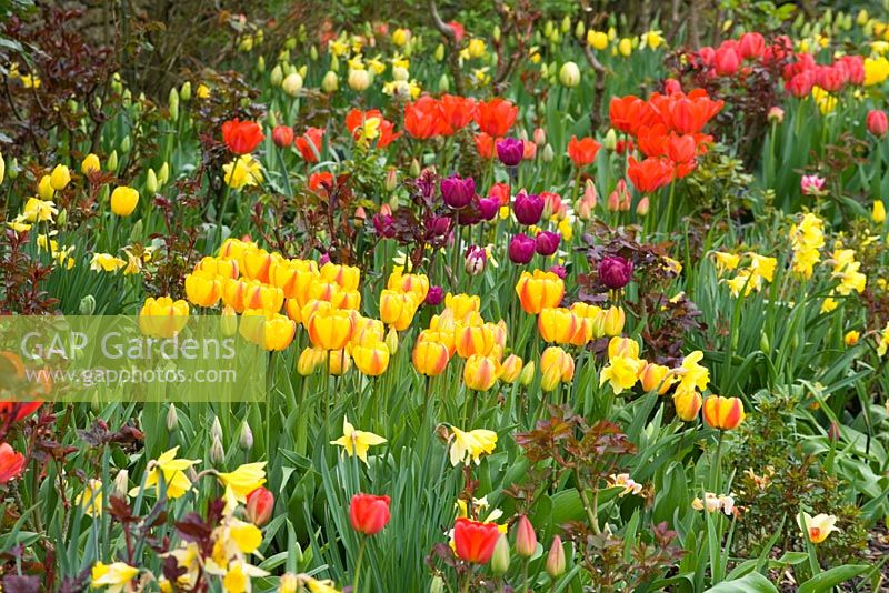 Informal Tulip and Daffodil drifts in spring border - The Abbey House Gardens, Malmesbury, Wiltshire 