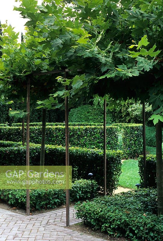 Pleached Maple trees forming arch above path with low topiarised hedges - Bel Air, LA