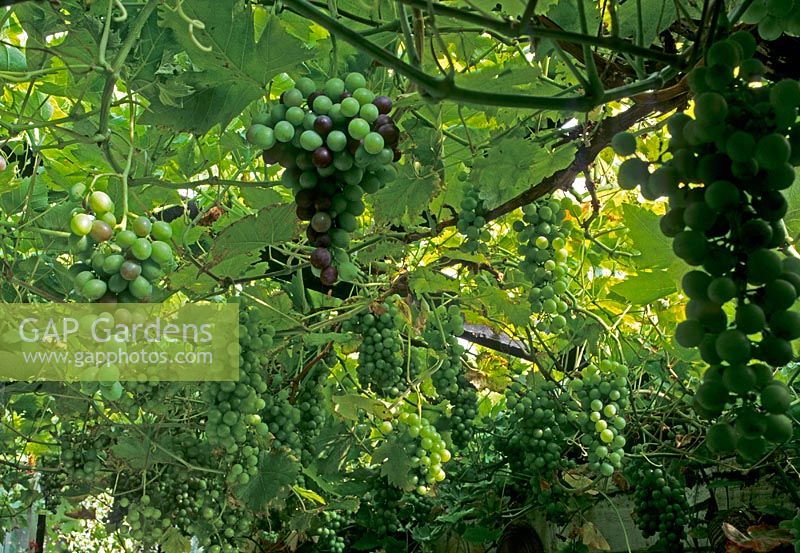 Vitis vinifera - Close up plant portrait of grapevine with grapes 