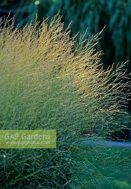 Molina caerulea 'Skyracer' - grass in evening light
