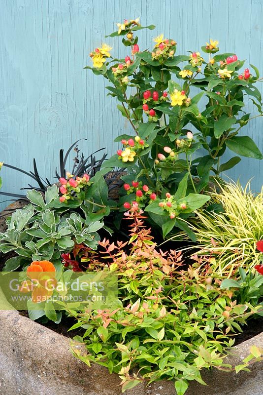 Autumn container with Hypericum 'Magical Red', Ophiopogon planescapus nigrescens, Abelia variegated, Pansy, Ajania pacifica, and variegated Carex 