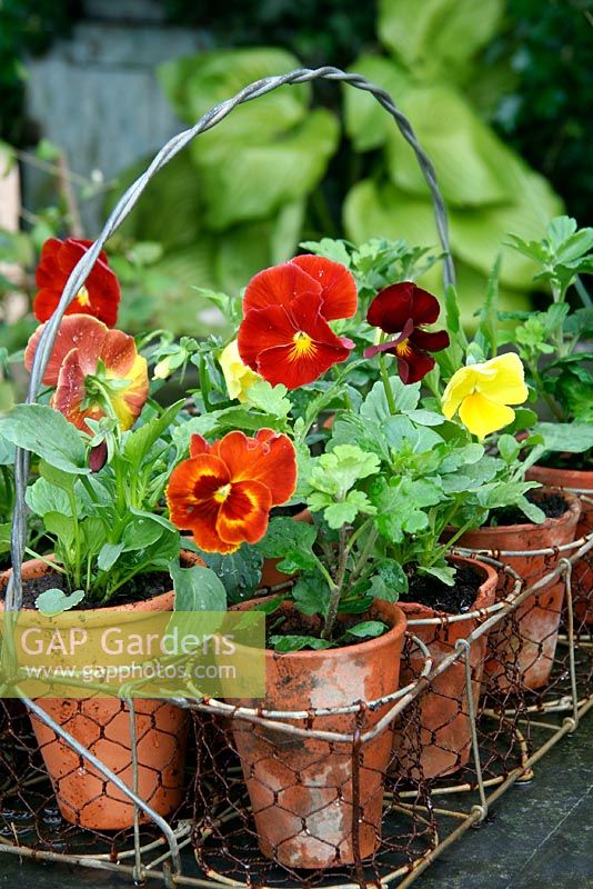 Pansies in antique terracotta pot carrier