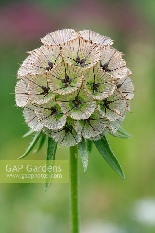 Scabious 'Paper Moon' grow for dried seed heads