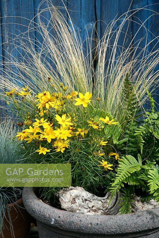 Coreopsis 'Zagreb', Stipa teunissima and Polpodium vulgare in an autumn container with a piece of gnarled wood as decoration. Inspired by the wild heathland vegetation of the New Forest