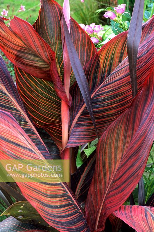 Canna 'Durban' with Cordyline 'Torbay Red'