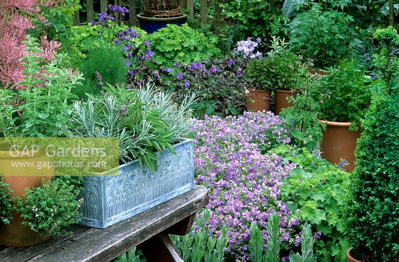Cottage garden with herbs in pots including - curry plant, thyme and sage