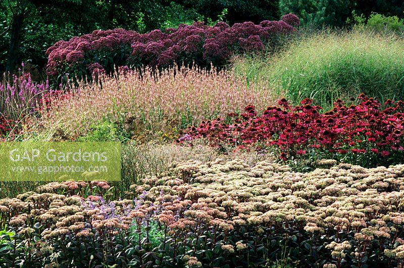 Pensthorpe Millenium Garden, Norfolk. Sedum 'Matrona', Echinacea 'Rubinstern', Persicaria, Panicum virgatum 'Strictum' and Eupatorium 'Atropurpureum'.
