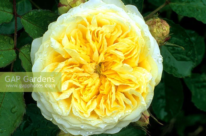 Rosa 'The Pilgrim', shrub rose