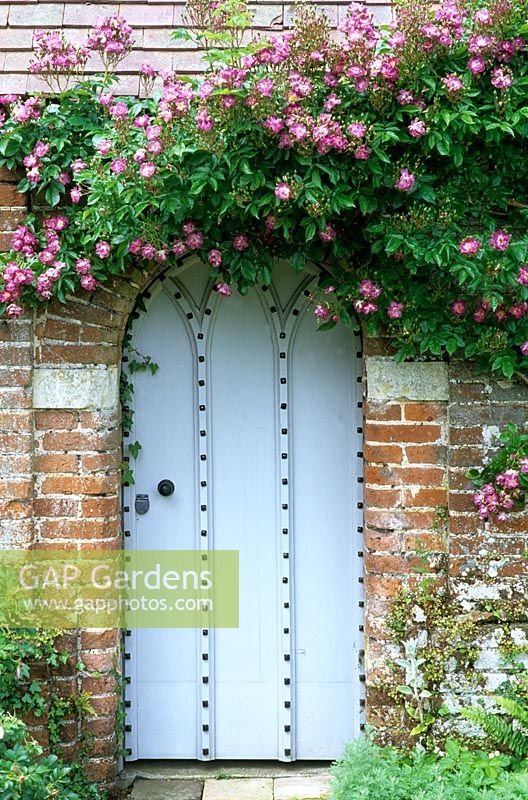 Rosa 'Veilchenblau' growing up brick wall and doorway at Mannington Hall, Norfolk