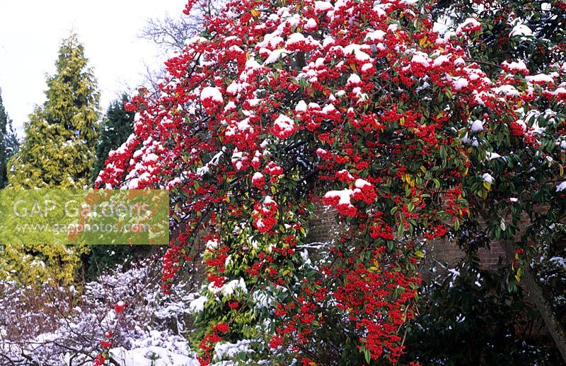 Winter border with Cotoneaster cornubia, berries