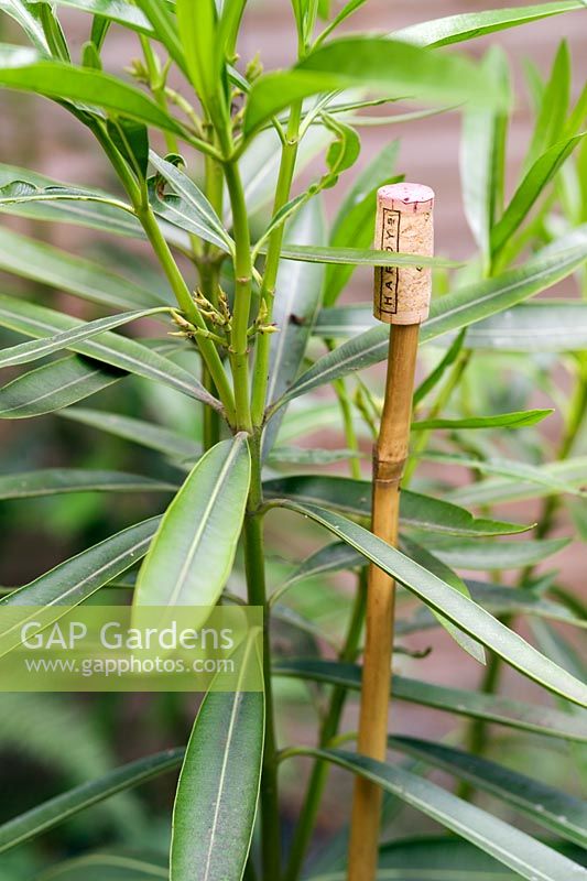 Cork on bamboo cane for garden safety