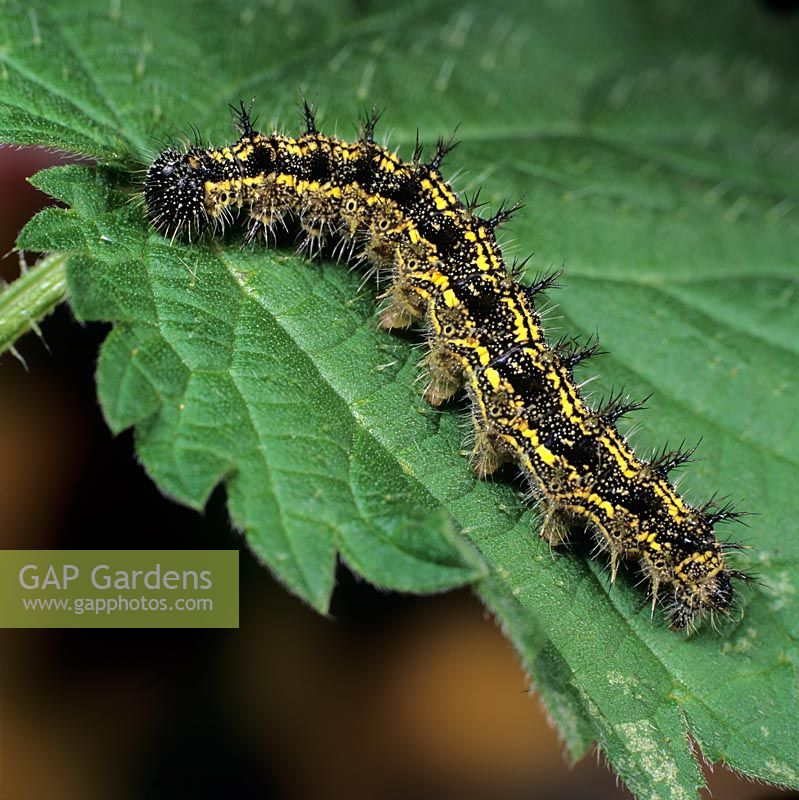 Caterpillar on nettle leaf