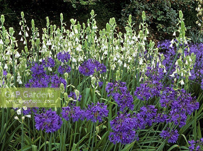 Agapanthus BlueImp and Galtonia candicans - Savill gardens, Windsor