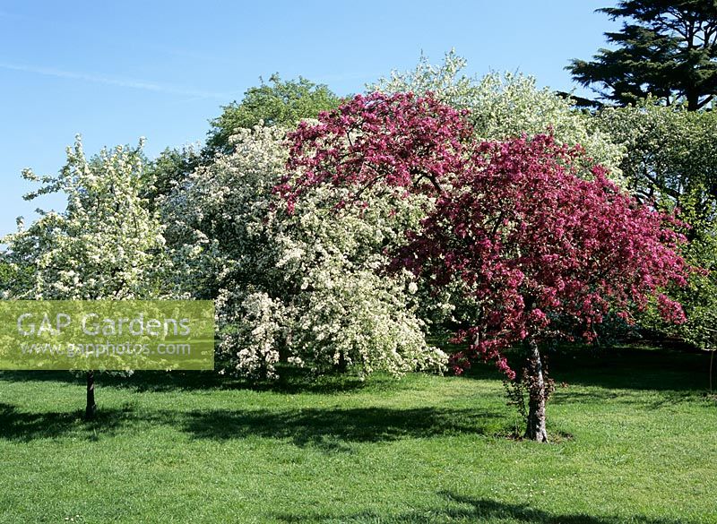 Malus spring blossom - Malus x purpurea 'Eleyi', Malus x zumi var. calocarpa and M angustifolia
