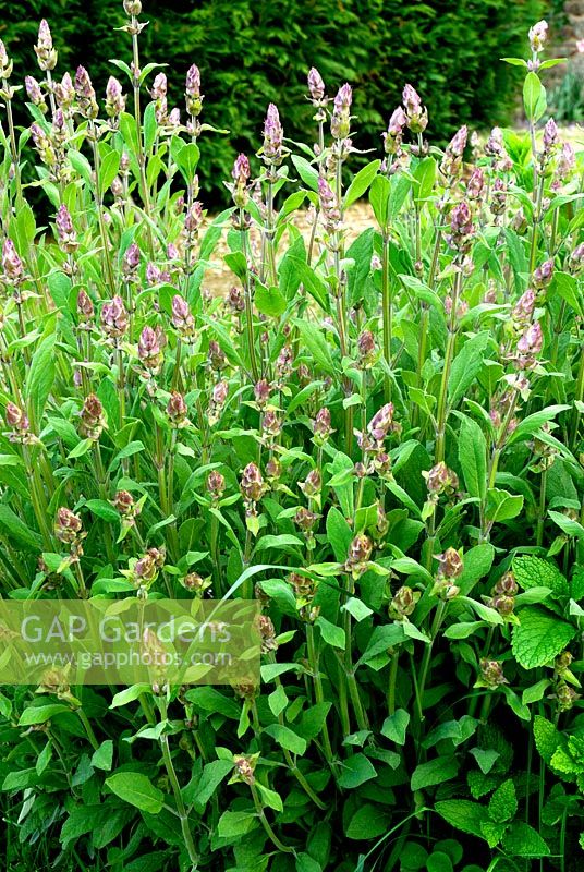 Salvia Officinalis - Flowering Sage