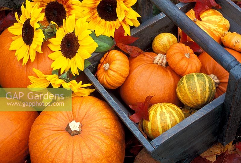 Autumn still life with wooden trug of Pumpkins and Gourds, amongst large Pumpkins and  Helianthus - Sunflowers