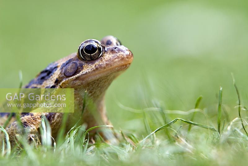 Frog amoungst grass 