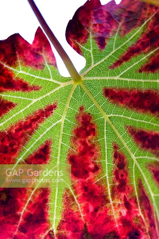 Vitis vinifera 'Regent' against autumn light showing the changing colours 