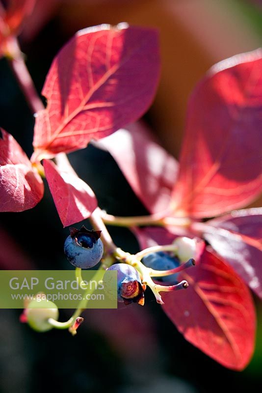 Blueberry fruit in front of red leaves bathed in sunlight