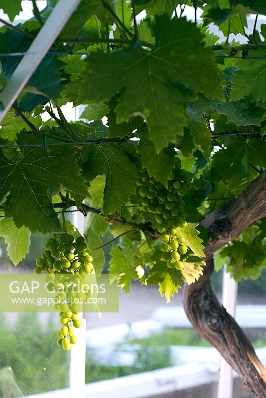 Young white dessert grapes ripening on glasshouse grown trained vine.