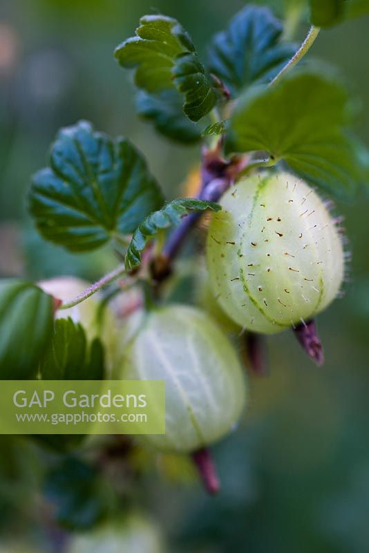 Ribes grossularia - Gooseberry 'Greenfinch'