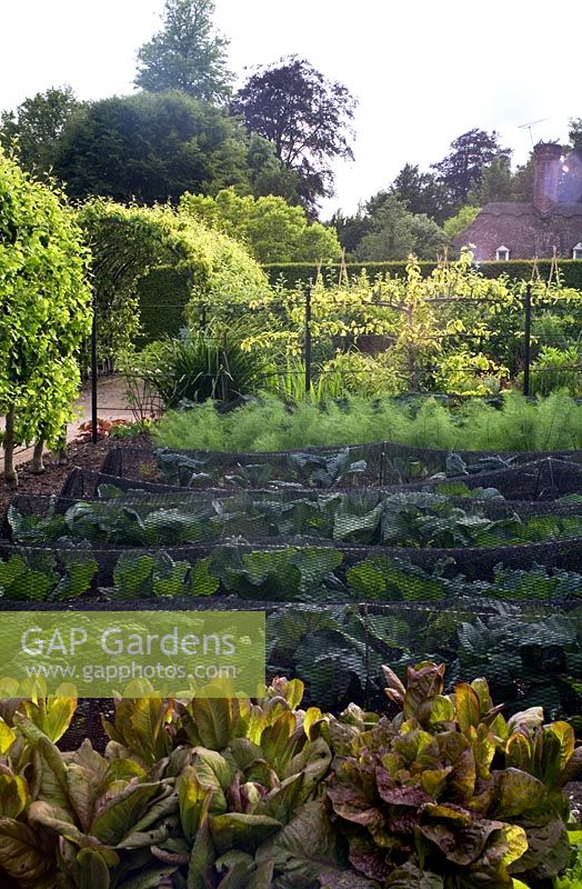 Vegetables garden with black horticultural netting over cabbages and lettuces. Protection from cabbage white butterfly and other predators.