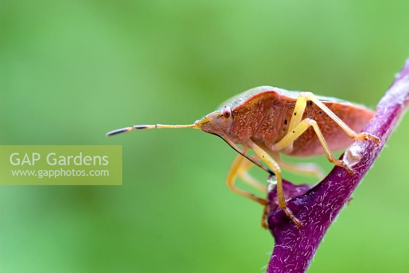 Close-up of green shield bug palomena prasina on a plant against a green background
