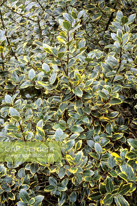 Ilex aquifolium 'Ovata Aurea'
