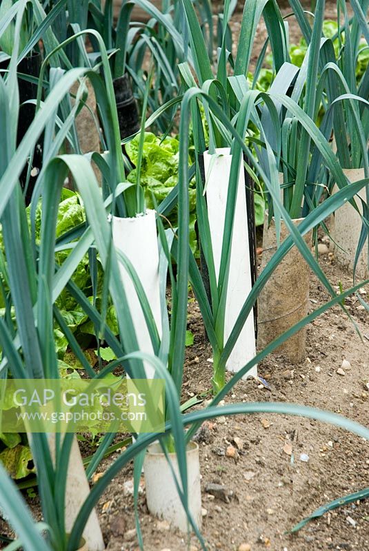 Leeks grown in recycled tubes to force stems and ensure straight stems 