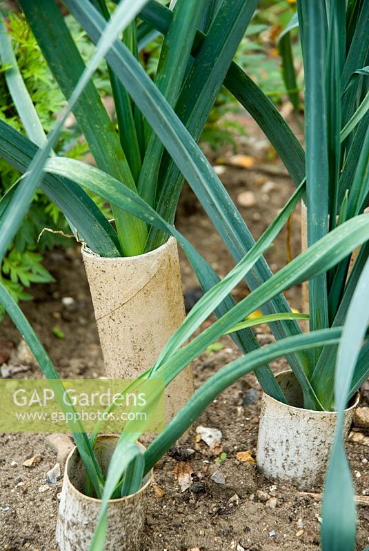 Leeks grown in old toilet rolls to ensure straight stems and force white of stems