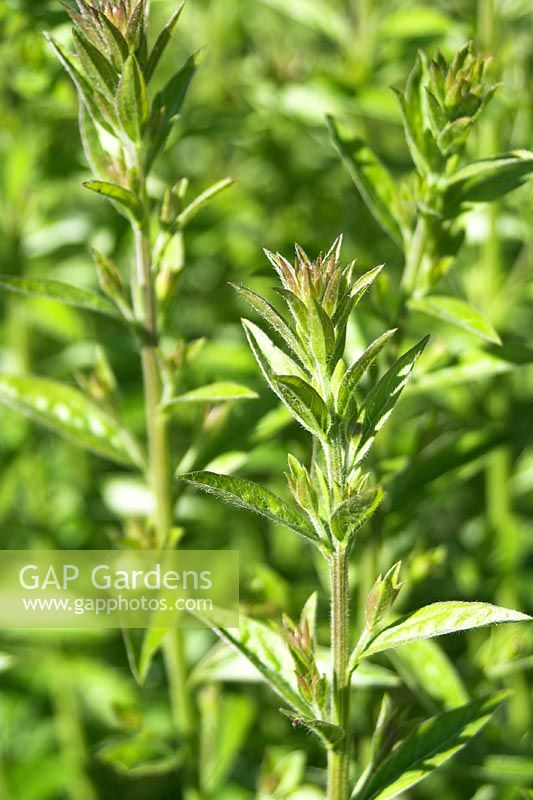 Genista tinctoria - Dyer's Greenweed 