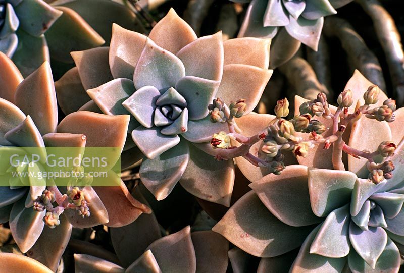 Graptopetalum paraquayensis - Mother of Pearl Plant