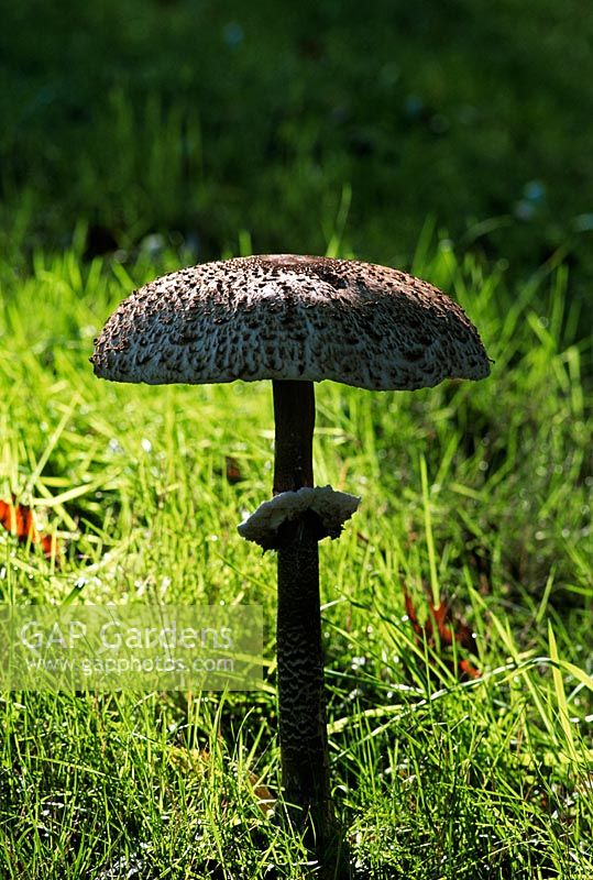 Lepiota procera - Parasol Mushroom