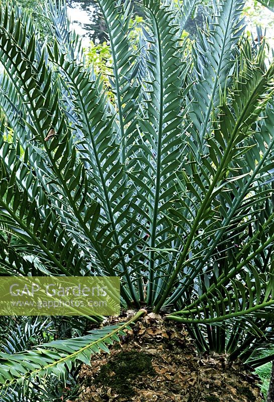 Encephalartos horridus - palm-like appearance 