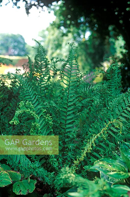 Dryopteris affinis 'Cristata' (synonymous with Dryopteris affinis cristata 'The King')-  Crested Buckler Fern in August