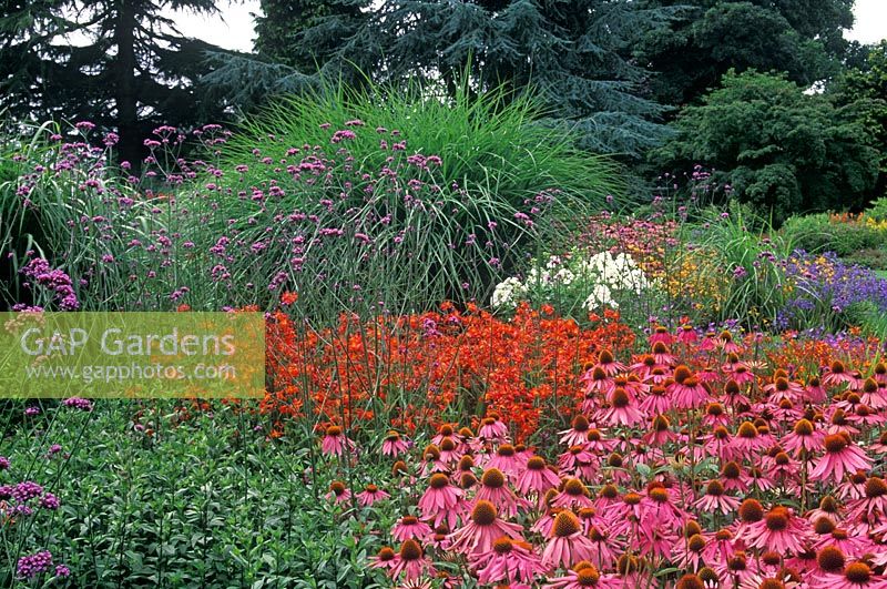 Summer border with Echinacea purpurea 'Kims Knee High', Verbena bonariense, Crocosmia 'Carmine Brilliant' - Montbretia