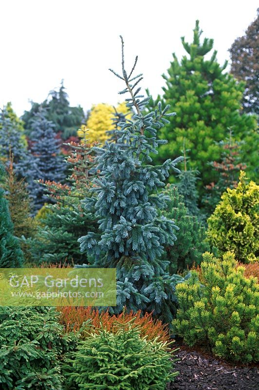 Picea engelmannii - Engelmann Spruce in conifer border in October 