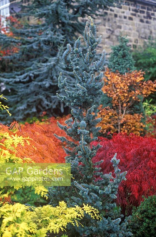 Picea pungens Iseli Foxtail in border with  Acer palmatum dissectum varieties 