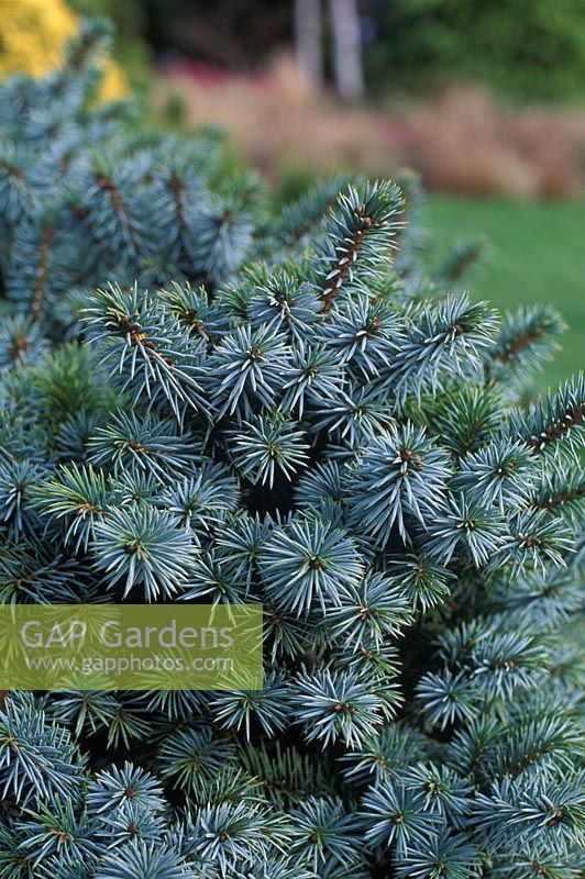 Picea sitchensis Papoose - Sitka spruce