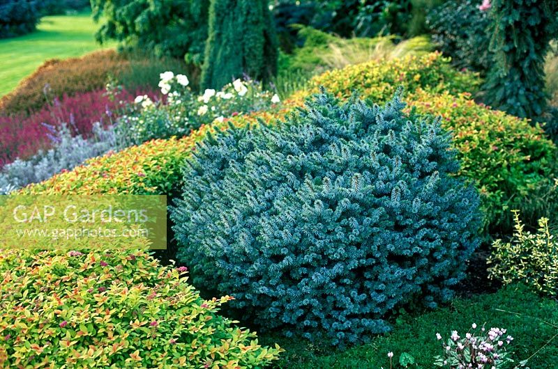 Picea sitchensis Papoose in border surrounded by Spiraea japonica Golden Carpet
