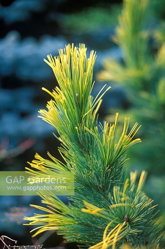 Pinus cembra Aureo-variegata - Arolla pine











