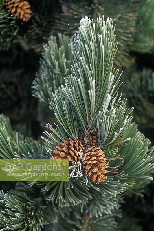 Pinus heldreichii Satellit - white and green foliage and cones